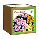 Sow and Grow Seed Starter Grow Kit of Chrysanthemum Flower || for temperatures 15-25 Degrees || DIY Easy Grow it Yourself Gardening Kit for Home and Garden || A Complete Beginner Gardeners Set