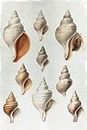 Conch Shells Poster Print - Kimberly Allen (24 x 36)