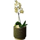 White Orchid Real Houseplant. Single Spiked Phalaenopsis Orchid Plant. A Live Potted Plant Perfect to Send for Any Occasion Including Easter, Mother's Day, Birthday, Christmas, Valentines.