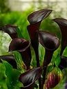 Calla Lilly - ZANTEDESCHIA Black Star Flower Bulbs for Spring Planting X3 Bulbs