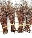 200 pcs. Birch Branches, Natural Birch Twigs, Birch Branches centerpieces, Decorative Birch, Birch Branches for Crafts, Set of 4 Bundles