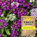 TrustBasket Premium Alyssum Mixed Flowers Seeds (Hybrid) | Sow and Grow Fresh Healthy Seed in Your Garden Perfect for Home & Terrace Gardening High Germination Seeds