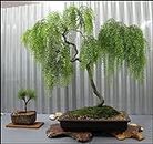Live Dwarf Australian Weeping Willow Bonsai Tree - Fast Growing, Indoor/Outdoor Bonsai Material