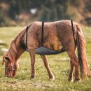 Fly Sheet for Horses - Protect Your Equine Friend from Biting