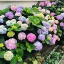 20 piezas/paquete de semillas de hortensia flores para plantar decoración de jardín en el hogar elige