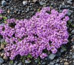 CREEPING THYME 150+ seeds beautiful garden herb perennial ground cover culinary