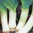 Leek Seeds Giant Winter - 300 Over Winter Vegetable Seeds – Suitable for Indoor & Outdoor Planting in Pots or Soil in Allotment, Balcony or Garden – Packed in UK by Meldon Seeds