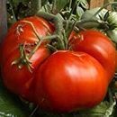 Aiden Gardens Giant Tomato Big Zac Heirloom Vegetable 50 Seeds