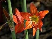 LIVE GREEN Amaryllis Lily Flower Bulbs Pack Of 2 Bulbs ( Orange ), (LIVE-BULB01)