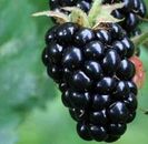 Triple Crown Blackberry - 20 Seeds - Giant Thornless Blackberries Black Berries