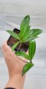 Hoya Crassipetiolata live rare house plants in 4 inch nursery planted pot