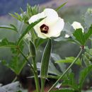 Cowhorn Okra Seeds, NON-GMO, Spineless, Large Okra, FREE SHIPPING