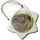 3dRose Snowflake Ornament - Queensland Koala Bear, Eucalyptus, San Diego Zoo, CA - US05 MPR0031 - Maresa Pryor - 3-inches (ORN_88545_1)