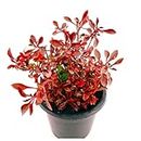 GREEN MAGICIAN Indoor outdoor Air Purifying Plant House Plants Lanthara Plant imported Brazilian Alternanthera Red Live Plant
