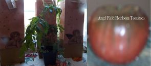 2 plantas de tomate vivas Cherokee púrpura reliquia "Más 2 plantas de tomate mezcladas gratis