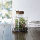 Clear Glass Terrarium Succulent Moss Miniature Gardens Container DIY Mini Garden
