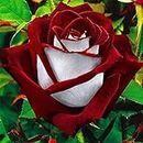 Love in Rose Bush 20 Seeds - Rare - Red White Rose Seeds