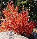 Live Plant - Autumn Brilliance Serviceberry- Red Fall Color-Spring Flowers- Delicious Berries 10-14''