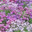 Welldales 50 Mix Aubrieta Seeds Ground Cover Rock Garden Flower Nana Compacta Apline Plant