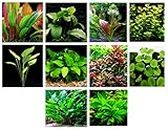 40 Live Aquarium Plants / 10 Different Kinds - Custom Combo (Amazon Swords, Anubias, Ludwigia, Cryptocoryne and much more!) Great plant sampler for 30-40 gal tanks!