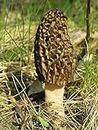 Seeds Morel Black Mushroom Mycelium Spawn Grow Kit Bonsai Dried Spores Ukraine for Planting