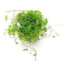 500 Premium Organic Centella Asiatica - Rau Ma - Pennywort - Gotu Kola - Seeds by Happy Seeds & Garden