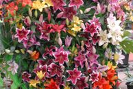 END OF SEASON CLEARANCE SALE, SUMMER FLOWERING LILIES, See photos.