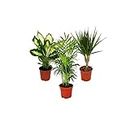DECOALIVE Indoor Plant Mix Set de 3 Plantas Naturales de Interior: 1x Dieffenbachia, 1x Chamaedorea (Palmera de Montaña) y 1x Dracena Marginata (Árbol Dragón)