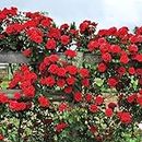 SEEDTREES Live Rare Live Climbing Rose Creeping Wild Rambling Ornamental Trellis Blooms Vining Fragrant Trailing Flower Plant (Climbing Plant, Red)...