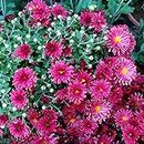 Potseed 50 Pcs Ground-cover Chrysanthemum Seeds Home Garden Yard Flower Decor Wonderful Gardening Gifts: Only seeds