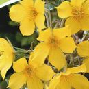 Semi 40-400 semi MENTA giallo oro intenso 50 – 80 cm sconti giardino roccioso