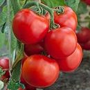 Tomato Ustad Seeds Hybrids F1 Vegetable Seeds for Home Garden for Planting for All Season (Pack f 5 Packets) By Zabbus