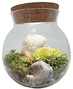 Create Your Serene Moss Sanctuary with The Unique Gardener Moss Bowl Terrarium Kit with LED Light - Perfect for Stress Relief & Air Purification!