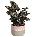 Costa Farms Calathea Live Plant, Easy to Grow Live Indoor Houseplant in Ceramic Plant Pot, Grower's Choice, Home and Room Decor, Real Plants Gift for Any Occasion, 1 Foot Tall