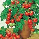 100Pcs Dwarf Tomato Seeds Rare Mini Climbing Tomato Seeds, Super Sweet Cherry Tomatoes Vegetable Fruit for Salad Garden