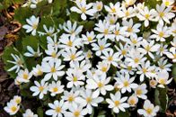 10 White BLOODROOT Sanguinaria Canadensis Shade Ground Cover Flower Seeds