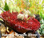 Drachenblutpflanze - 250 Samen - Sedum spurium coccineum - Teppichbildung