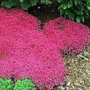 Potseed Germination Seeds: 1000pcs/bag Creeping Thyme RED JOSS Seeds Perennial Ground Cover for Home Garden