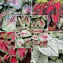 Seeds! Caladium Flower Bulbs Mixed of 4-6 Colours Bulbs Collection of 12 Bulbs in A Pack – One of The Most Popular Flower Bulbs in India