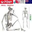 170cm Halloween Poseable Skeleton Full Life Size Human Skeleton Decoration Prop