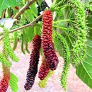 TreegoArt Long Mulberry Fruit Seeds For Home Gardening - Pack Of 50 Pieces
