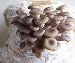 SeedsUA - Spores Oyster Mushrooms 100 Seeds Mycelium Spawn Dried for Planting Non GMO