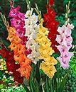 Seeds Angan Gladiolus Flower Bulbs, Kitchen Garden, Super Size, One Of The Most Popular Flower Bulbs In India, Cut Flower Indoor Outdoor Plants Colourful Multi-coloured 15 Bulbs