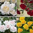 Earth Hopper 50+ Seeds- Mixed Rose Seeds For Planting Non-Gmo Flower Seeds For Home Garden