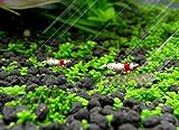 Aquarium Plant Seeds 1000g/box, Fast Growing, Easy to Grow Aquatic Plant Seeds for Fish Tank Aquascape Ornament
