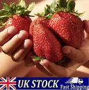 Riesige Erdbeersamen, süß und lecker, großer Garten Obst Pflanze Samen UK
