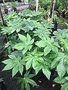 Evergreen Fatsia (Fatsia Japonica)