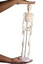 17 Inches Tall Mini Human Skeleton Model - | Small Size | For Kids & School Level Education Only