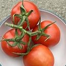Tomato Seeds Moneymaker – 10 Fresh Money Maker Tomato Seeds – Plant and Grow Your Own Vegetables Ideal for Greenhouse Polytunnel Growbags Pots Containers - Packed in The UK by Meldon Seeds