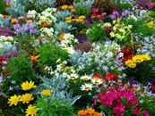 COTTAGE GARDEN MIX SEEDS + 500 SEEDS -25 VARIETIES-EASY GROWING GARDEN PLANTS